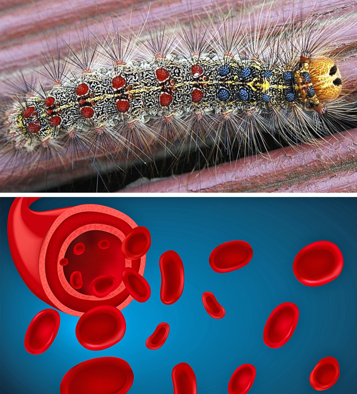 Непредсказуемые побочные эффекты, которые могут возникнуть после укусов животных Непредсказуемые побочные эффекты, которые могут возникнуть после укусов животных