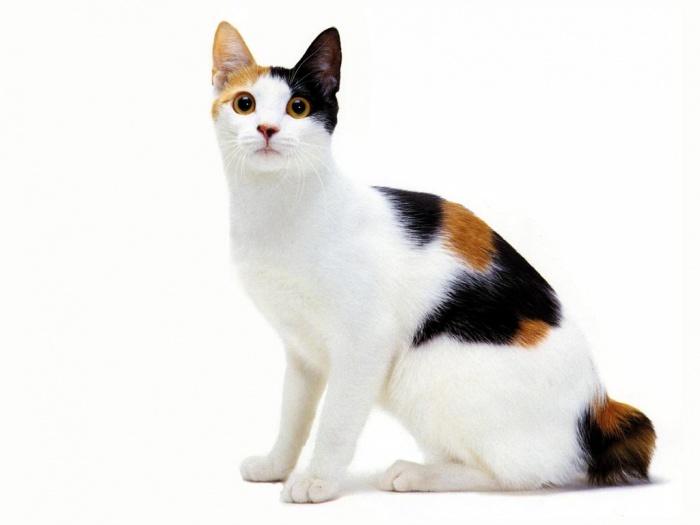 http://kotemot.com/uploads/images/00/02/10/2014/10/17/4cb816.jpg