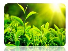 ������� ���