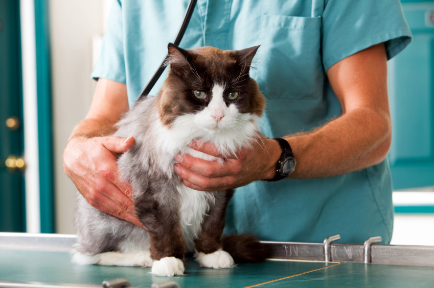 http://vetnetwork.net/pca/articles/cat_vet.jpg