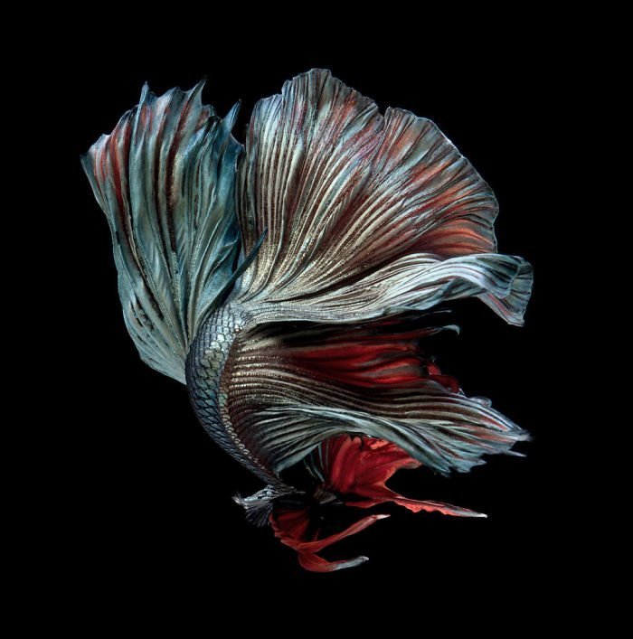 Тайский фотограф, снимающий аквариумных рыбок так, как никто другой бойцовая рыбка, искусство, красота, рыбы, фото, фотография, фотомир