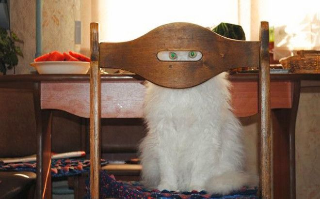 Доказательства того, что коты многогранны и талантливы Доказательства того, что коты многогранны и талантливы