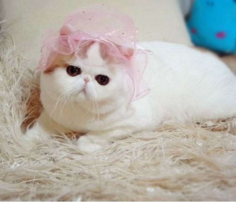 Кот Снупи бейб и его гардероб Снупи кот породы short hair exotic