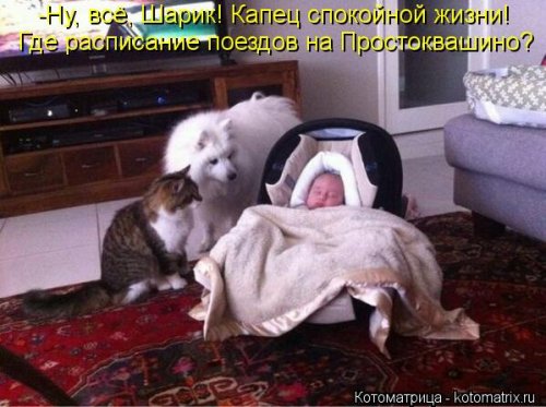 Новый сборник свежих котоматриц (30 шт)