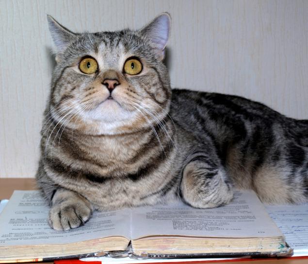 Дневник кота Василия