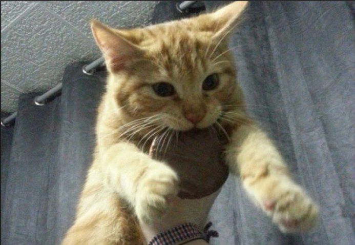 кошка, животные, спасение