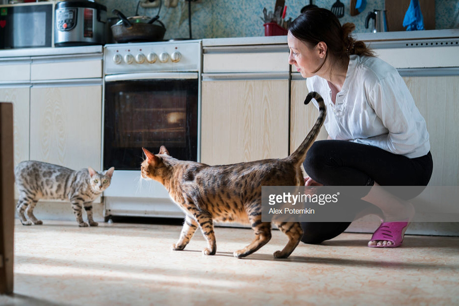 cats in the kitchen cats in the kitchen