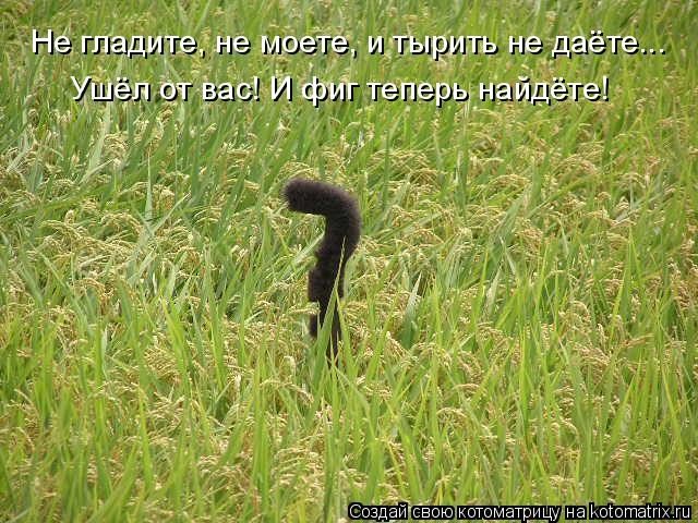 Самые смешные котоматрицы для хорошего настроения) Самые смешные котоматрицы для хорошего настроения)