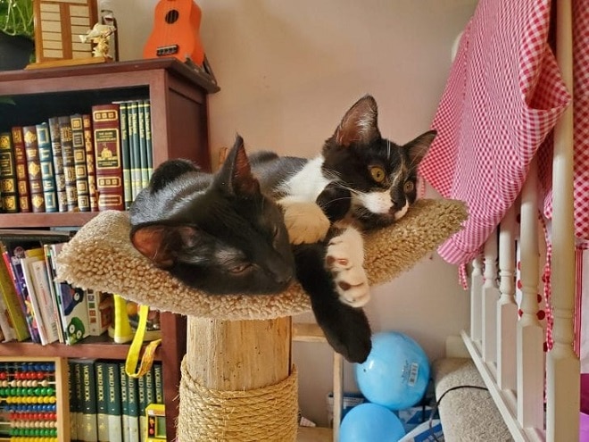 Два котенка Котята лежат