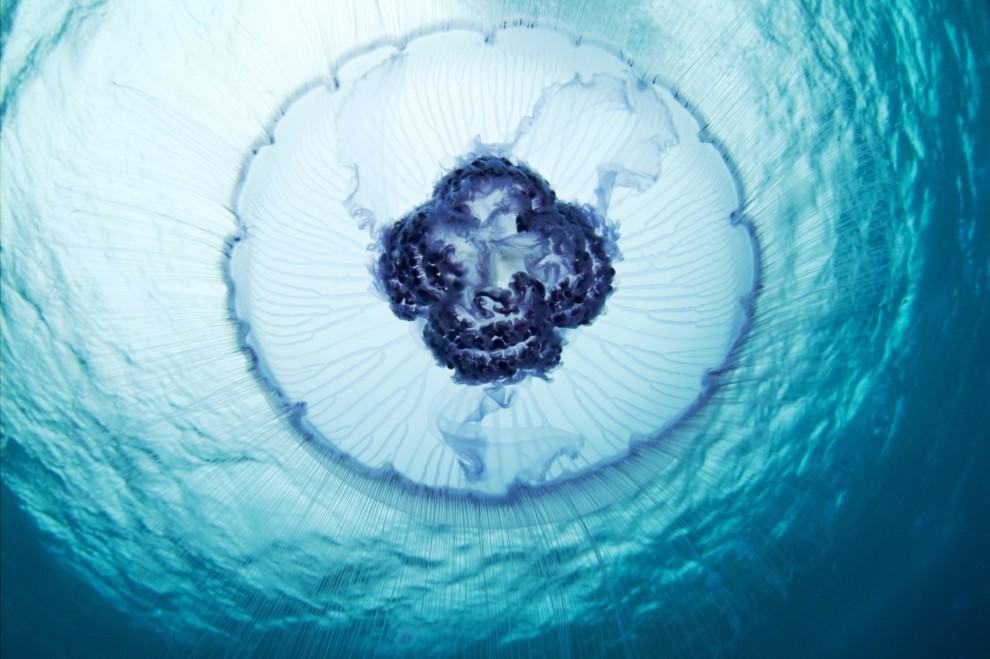 Semyonov06 Морские организмы на фотографиях Александра Семёнова