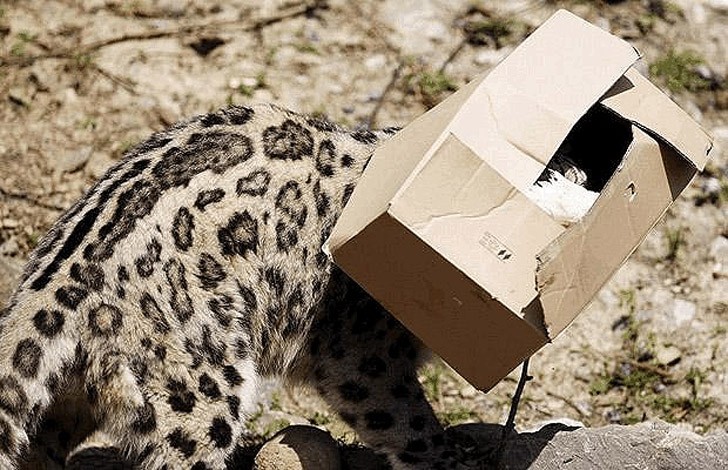 bigcatsinboxes12 Большие котики тоже любят коробки