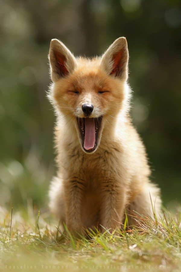 fox02    