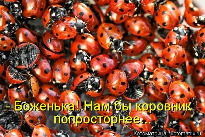 Лучшие котоматрицы недели (50 фото)