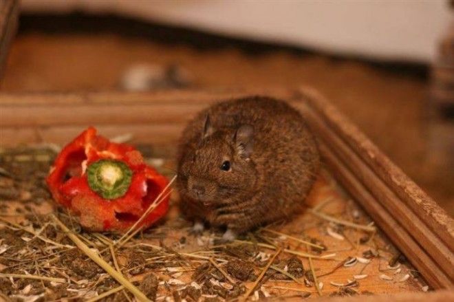 Беременность — она такая: самые очаровательные животные Беременность — она такая: самые очаровательные животные