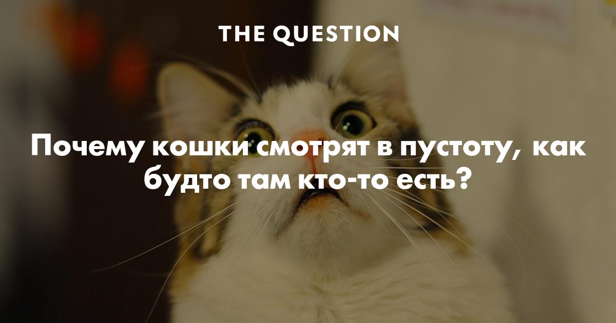 Картинки по запросу фото кошка смотрит в пустоту