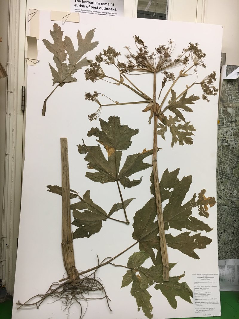 The RBG herbarium's giant hogweed, mounted.
