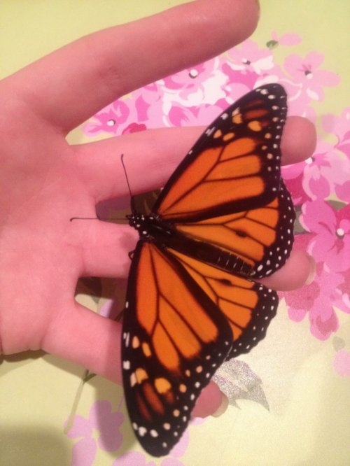 Волшебное превращение необычного домашнего питомца (12 фото)