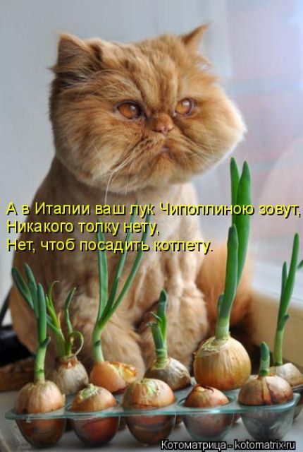 Самые свежие котоматрицы )) Самые свежие котоматрицы ))