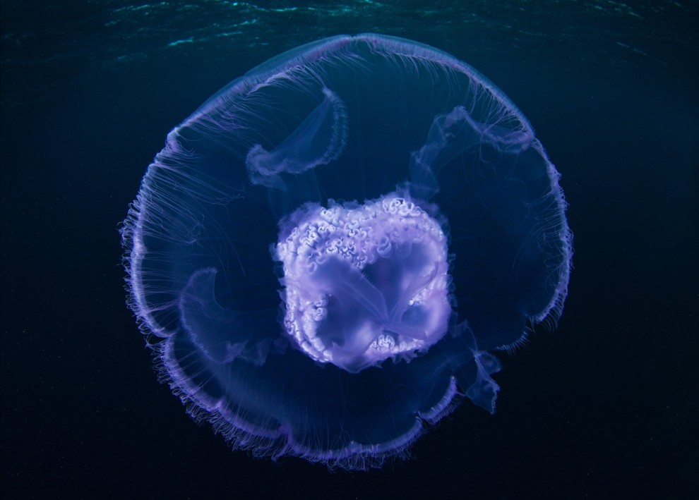 Semyonov07 Морские организмы на фотографиях Александра Семёнова