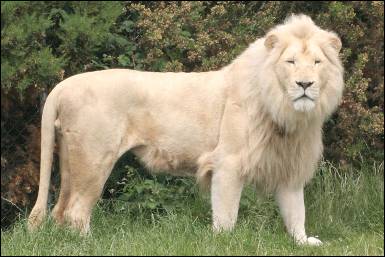 _46520281_white_lion_turned.jpgц