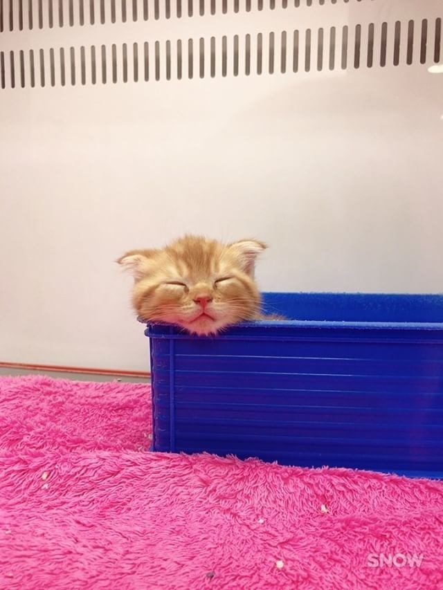Без кота и жизнь не та