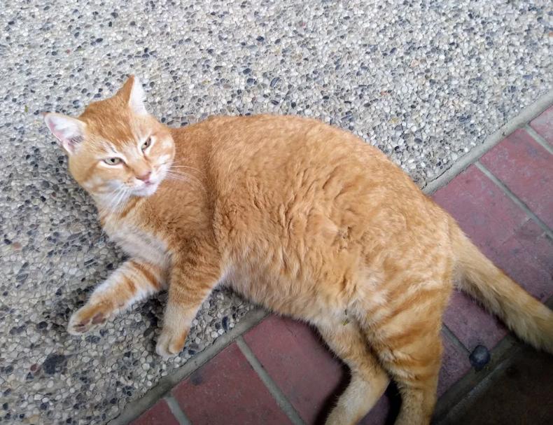 кот поправился рыжий кот