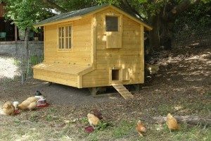 Готовый курятник с двухскатной крышей