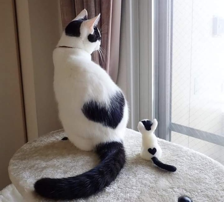 30 животных, которых природа разрисовала с юморком 30 животных, которых природа разрисовала с юморком