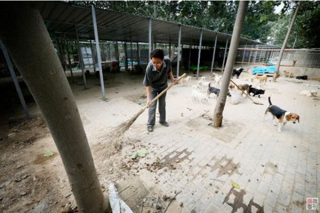 Как парень из Китая смог спасти более 700 собак