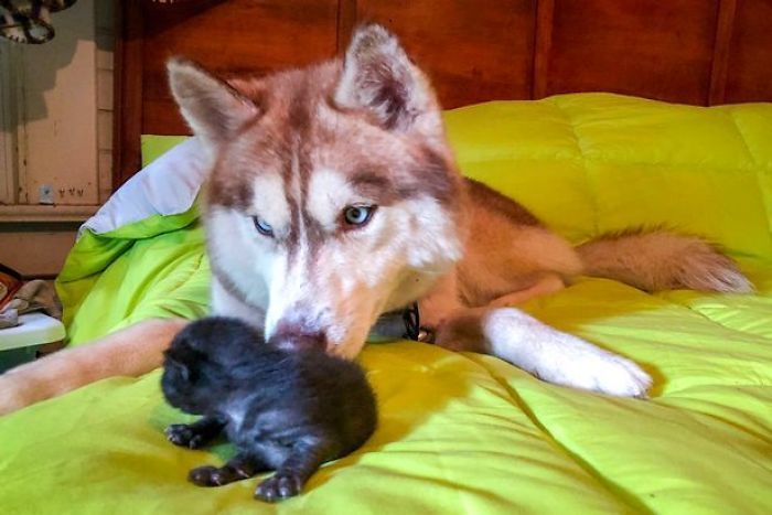 Героический хаски находит в лесу коробку, полную котят и становится их новой мамой хаски баннер, хаски спасла котят