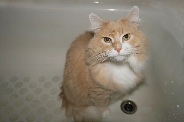 35 котов, которые не боятся воды вода, кот