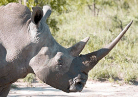 Носорог. фото