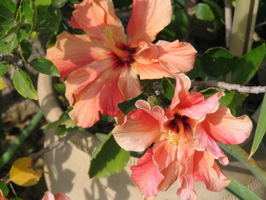 Гибискус (Hibiscus) Гибискус (Hibiscus)