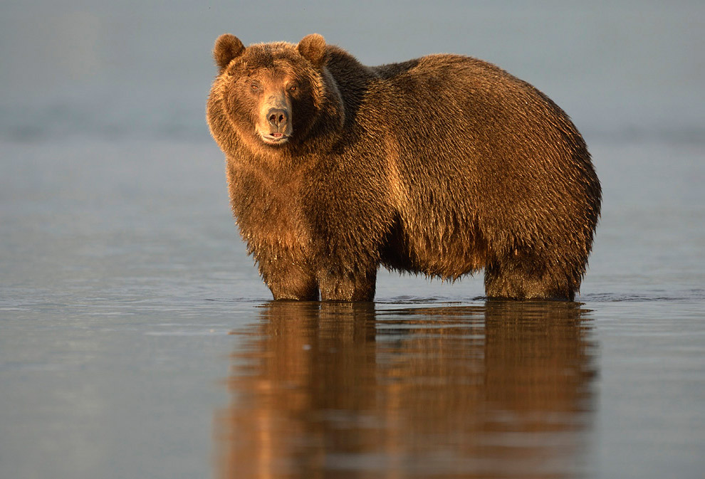 Медведь Википедия Фото