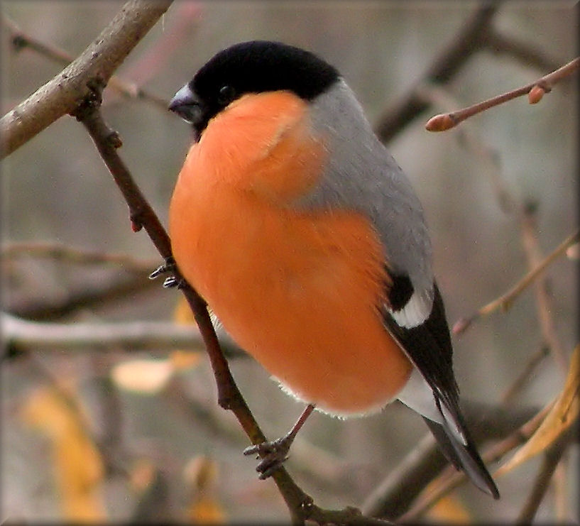 �� ������� �������...