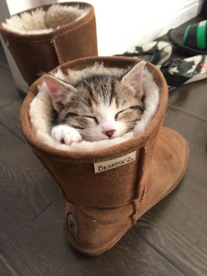 Уже убедились, что коты обожают самые неожиданные места? Уже убедились, что коты обожают самые неожиданные места? животные, забавно, котопост, коты, кошки, неожиданно, питомцы, юмор