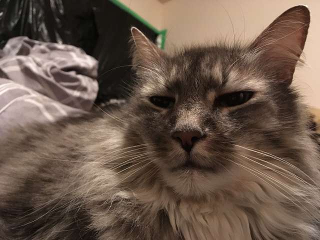 кошка ворует вещи кошка ворует вещи