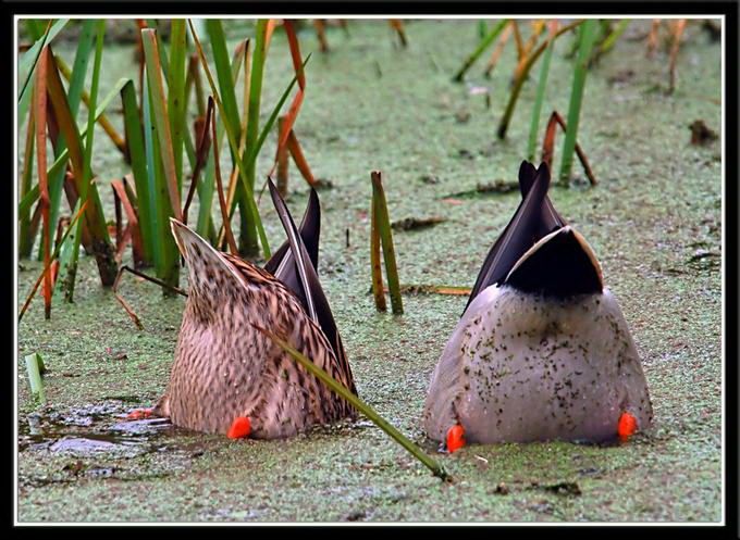 Великолепные моменты из мира животных (60 фото) Великолепные моменты из мира животных (60 фото)