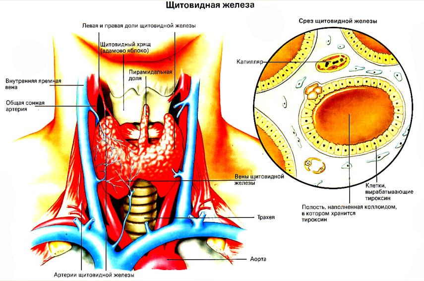 железа щит