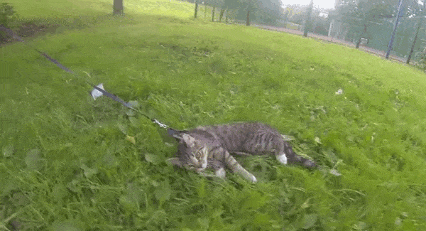 , , 