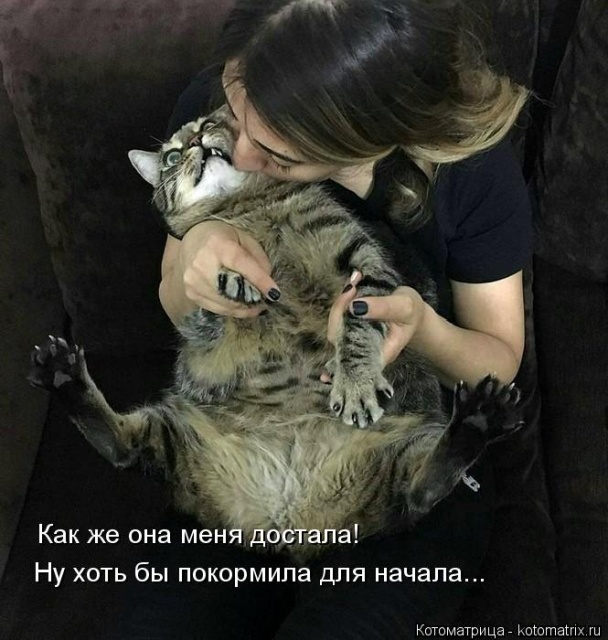 Лучшие котоматрицы недели Лучшие котоматрицы недели