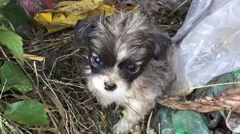 tiny puppy 25032020 tiny puppy