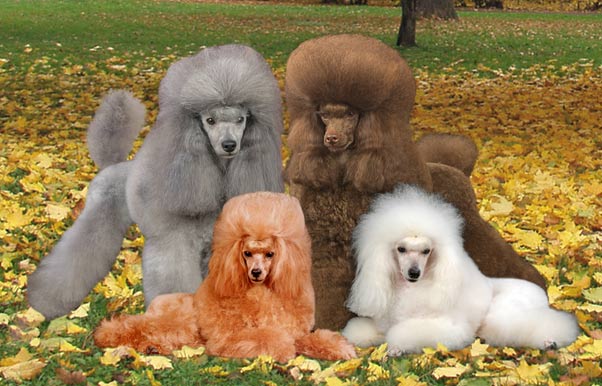 https://www.ekzotika.com/ekzotika_img/dogs/66.jpg
