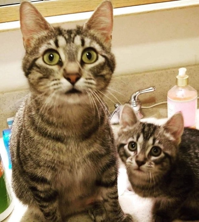 Коты в ванной Котенок с мамой