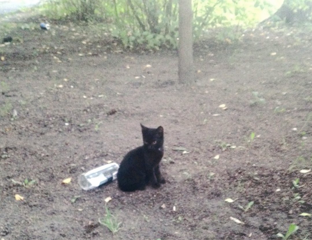 Сначала пропала кошка, затем один котёнок...Пожалуйста, помогите! Сначала пропала кошка, затем один котёнок...Пожалуйста, помогите!