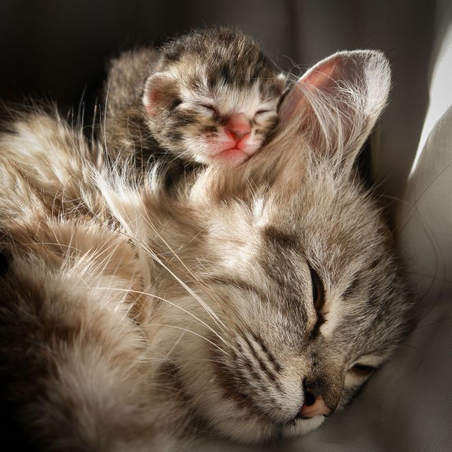 кошачье счастье