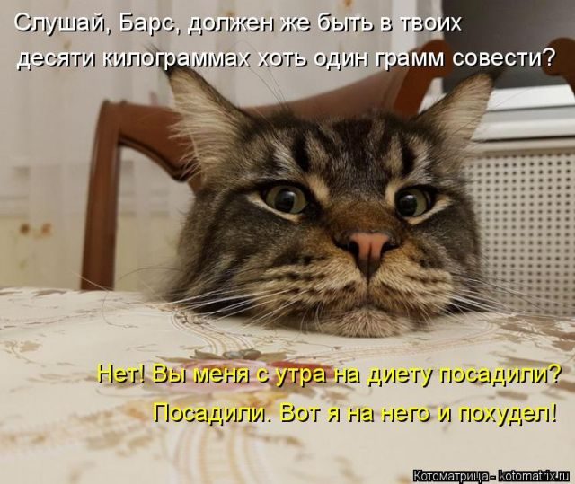 Самые свежие котоматрицы )) Самые свежие котоматрицы ))