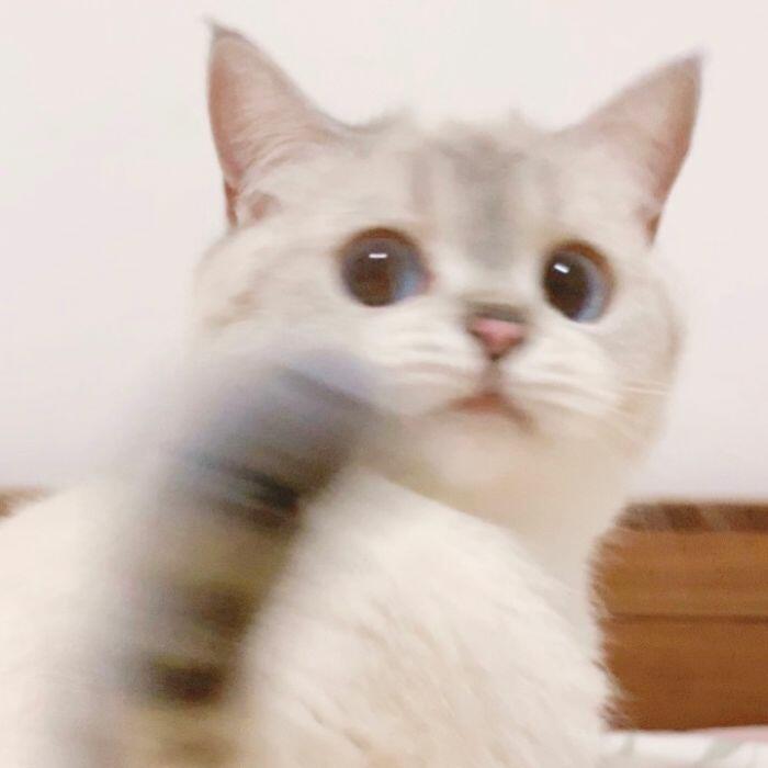 Драматичная кошка Нана