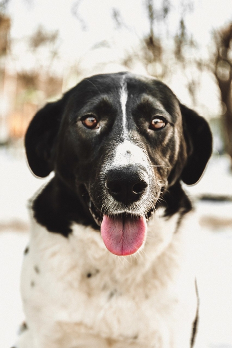 3045391_cEbDdGohrg (466x700, 186Kb)