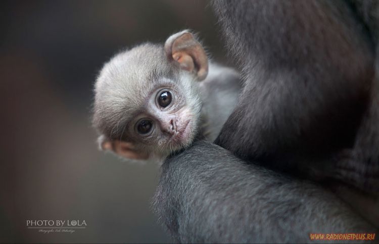 Забавные животные (34 фото) Забавные животные (34 фото)
